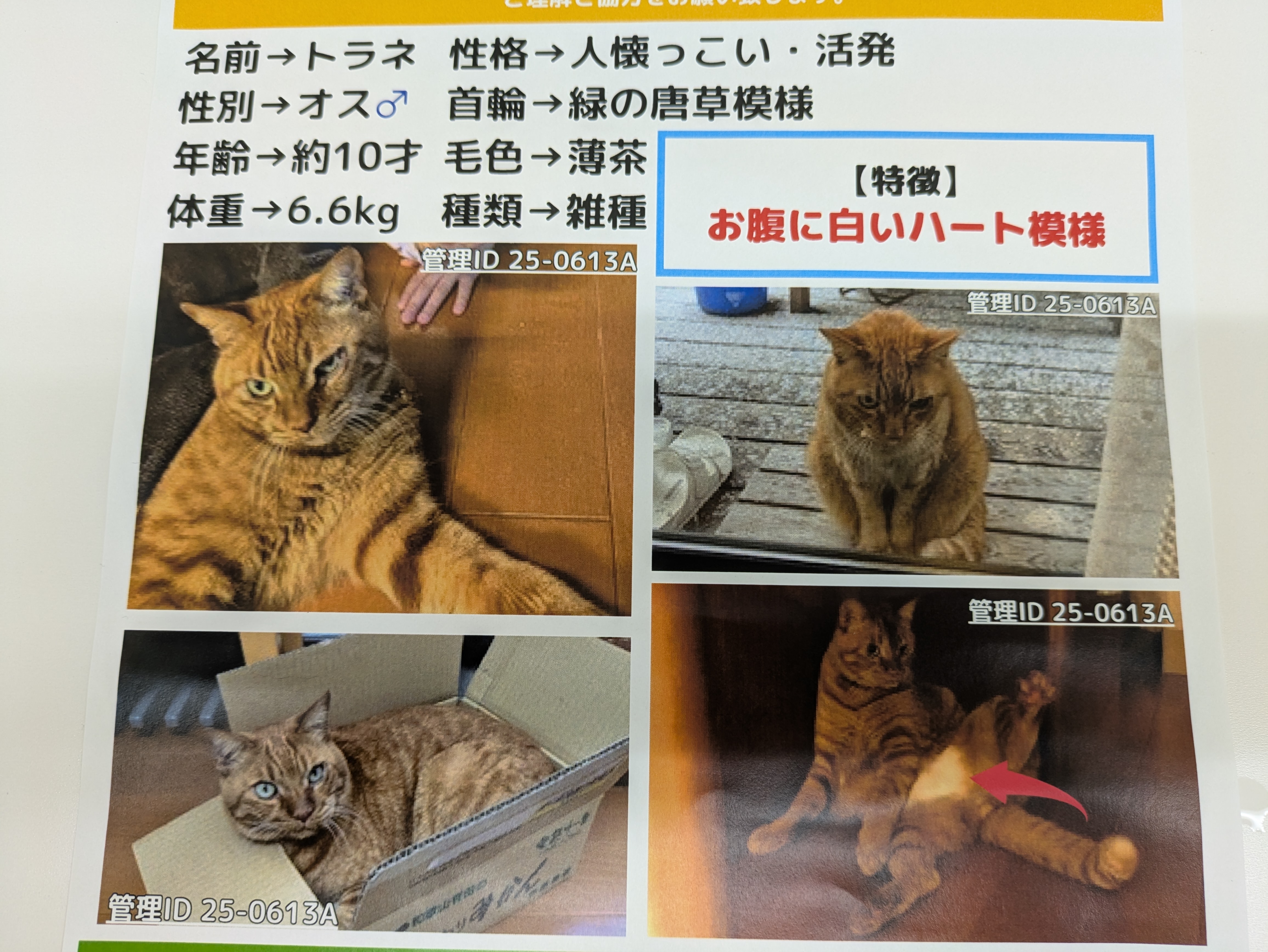迷子猫